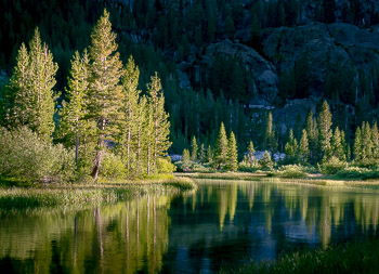 Shadow Creek, Ansel Adams Wilderness, Ca. | The setting sun highlights the riparian zone along Shadow Creek.