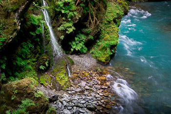Quinalt River, Olympic National Park, WA | A tiny tributary flows over the riparian zone into the Quinalt river.