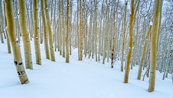 Aspen in Snow #6, Wasatch Mountains, UT | A lovely grove of Quaking Aspen with a fresh blanket of snow.