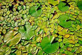 Water Lilies #4 | A collection of water lilies in the Boundary Waters Canoe Area of Minnesota begins to change color as fall approaches.