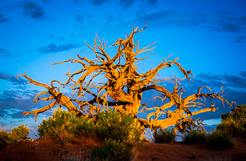 Juniper, Cock's Comb, Utah | A snow covered wintery Aspen groves on Big Daddy, Uinta Mountains, UT