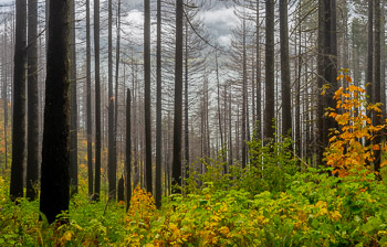 Recovering Forest, Columbia River Gorge, OR | 