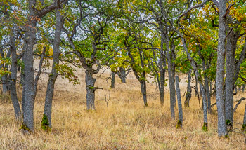Oaks, Columbia Hills | 