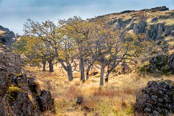 Oaks, Columbia River Gorge, Lyle, Washington | 