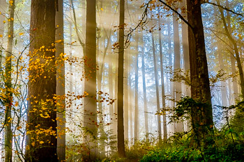 Hoyt Arboretum, Portland, Oregon | 