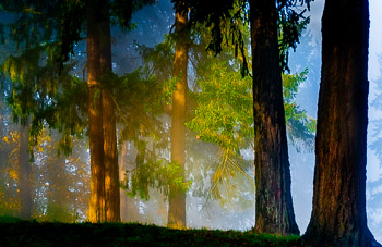 Douglas Fir, Mount Tabor, Oregon | 