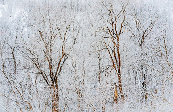 Maple trees and snow, City Creek, Salt Lake City, Utah | Maple trees and snow, City Creek, Salt Lake City, Utah