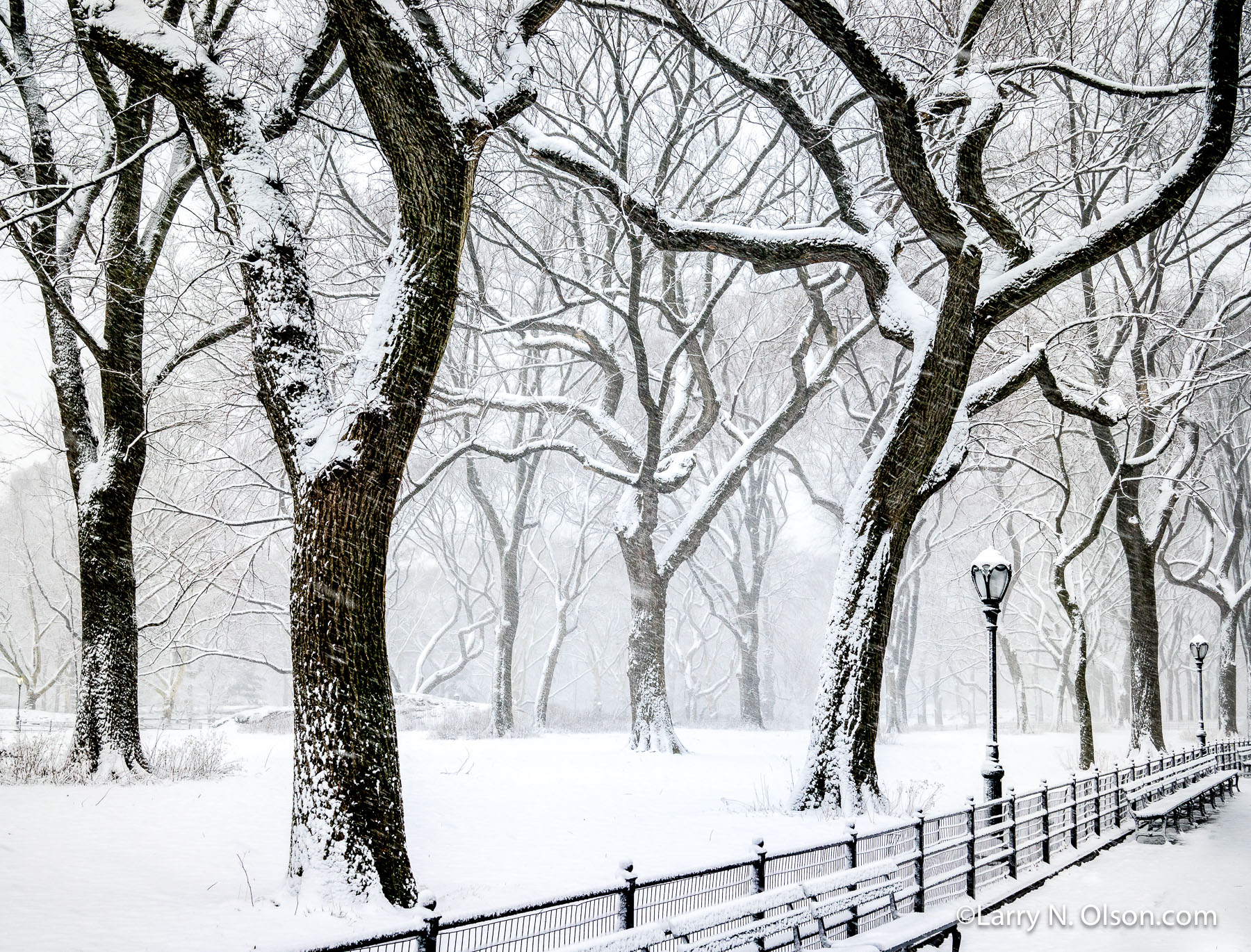 Snowy Elms, Poet's Walk, Central Park, NYC - Larry N. Olson Photography