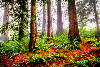 Redwoods, Hoyt Arboretum, OR | Redwood trees in fog at Hoyt Arboretum, OR.