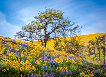 Seven Mile Hill, Columbia River Gorge, OR | Super bloom, spring, 2016