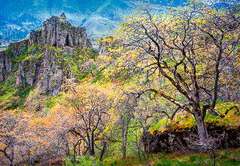 Oaks, Columbia Hills, Columbia River Gorge,WA | Spring flush of oak trees with basalt formation in the Columbia River Gorge.