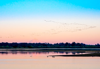 Sturgeon Lake, Sauvie Island, Oregon | 