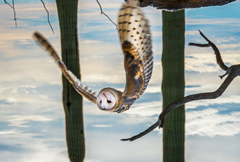 Barn Owl, Arizona | Barn Owl displays wings in flight.