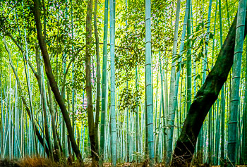 Timber Bamboo, Kyoto, Japan | 