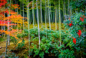 Arashiyama, Kyoto, Japan | 