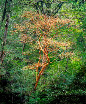 Stewartia, Yakusugi Land, Yakushima, Japan | 