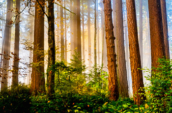 Douglas Fir, Hoyt Arboretum, Portland, Oregon | 
