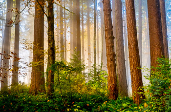 Hoyt Arboretum, Portland, Oregon | 