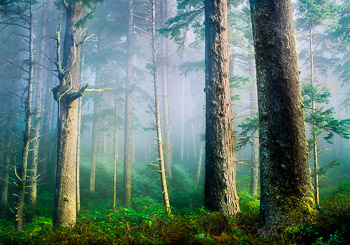 Sitka Spruce, Oswald West State Park, OR | Huge old growth Sitka Spruce tower over the understory and are softly lit  as the sun penetrates the morning mists and fog.