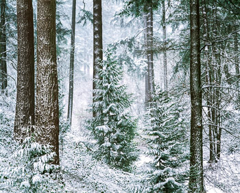 Douglas Fir  and Snow, Mount Tabor, Portland, OR | A wind driven snow lies in the furrowed bark of Douglas Fir trees in December.