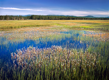 Sycan Marsh, Klamath Basin, OR | A flowing sheet of water in this wetland is created by the  flooding Sycan River. The foreground plants are Arnica.
