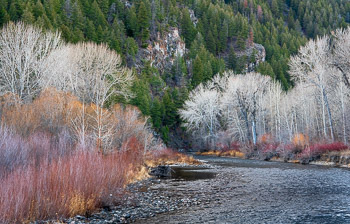 Aspen, Cottonwood, Red Osier Dogwood, and Willow, Wood River, Ketchum , ID | 